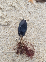 Scyliorhinus canicula