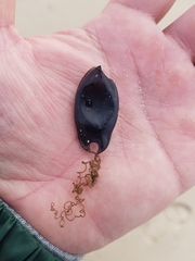 Scyliorhinus canicula