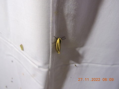 Creatonotos gangis-interrupta agg