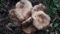 Lactarius deliciosus