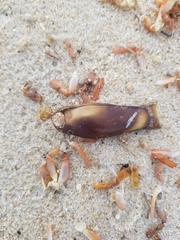 Scyliorhinus canicula