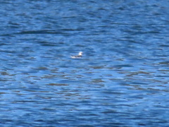 Phalaropus fulicarius