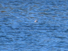 Phalaropus fulicarius