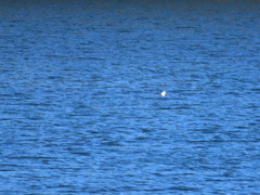 Phalaropus fulicarius