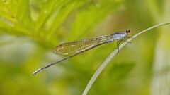 Pseudagrion ignifer