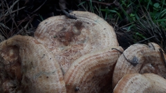 Lactarius deliciosus