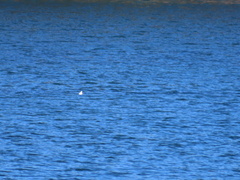 Phalaropus fulicarius