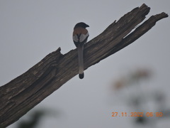 Dendrocitta vagabunda