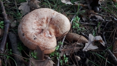 Lactarius deliciosus