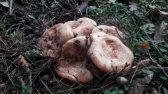 Lactarius deliciosus
