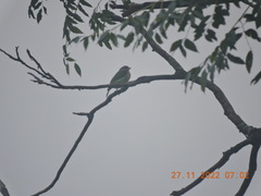 Psilopogon viridis