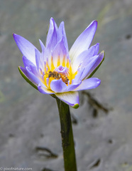 Nymphaea nouchali caerulea
