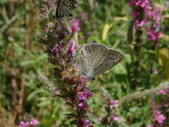 Polyommatus daphnis