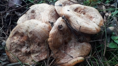 Lactarius deliciosus