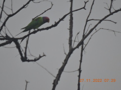 Psittacula cyanocephala