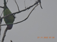 Psittacula cyanocephala