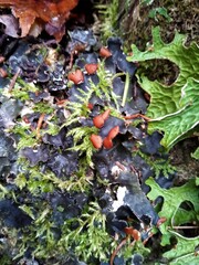 Peltigera horizontalis