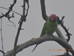 Psittacula cyanocephala