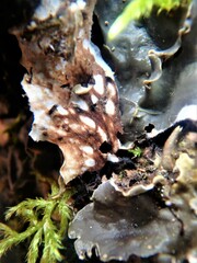 Peltigera horizontalis