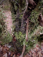 Peltigera horizontalis