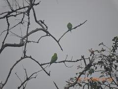 Psittacula cyanocephala