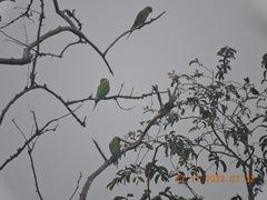 Psittacula cyanocephala