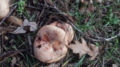 Lactarius deliciosus