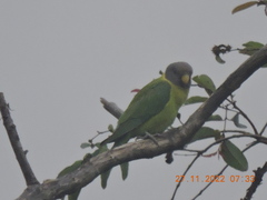 Psittacula cyanocephala