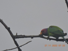 Psittacula cyanocephala