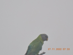 Psittacula cyanocephala