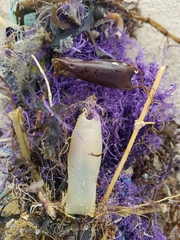 Scyliorhinus canicula