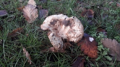 Lactarius deliciosus