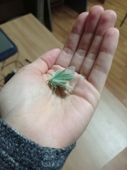 Geometra papilionaria