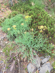 Lomatium brandegeei