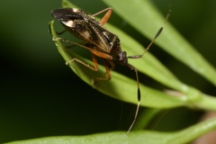 Closterotomus biclavatus