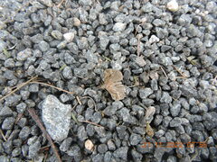 Ercheia cyllaria
