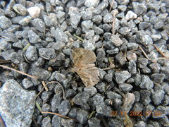 Ercheia cyllaria