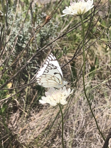 Pioneer White