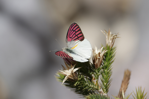 Malagasy Lilac Tip