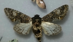 Lacinipolia olivacea