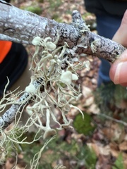 Ramalina americana