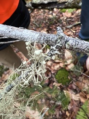 Ramalina americana