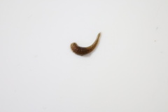 Glossiphoniidae