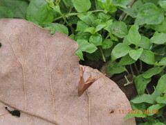 Abisara echerius