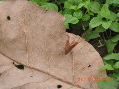 Abisara echerius