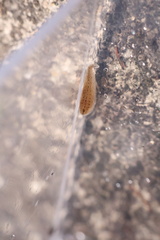 Glossiphoniidae