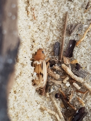 Eurynebria complanata