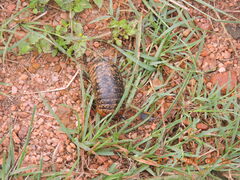 Arthrosphaera
