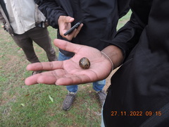 Arthrosphaera