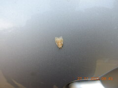 Schistophleps bipuncta